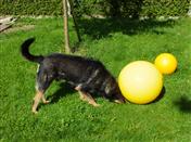 Logo von Edith Pechloff - Hundetrainerin